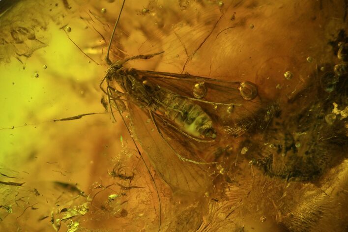 Large Detailed Fossil Fly (Diptera) In Baltic Amber #94011